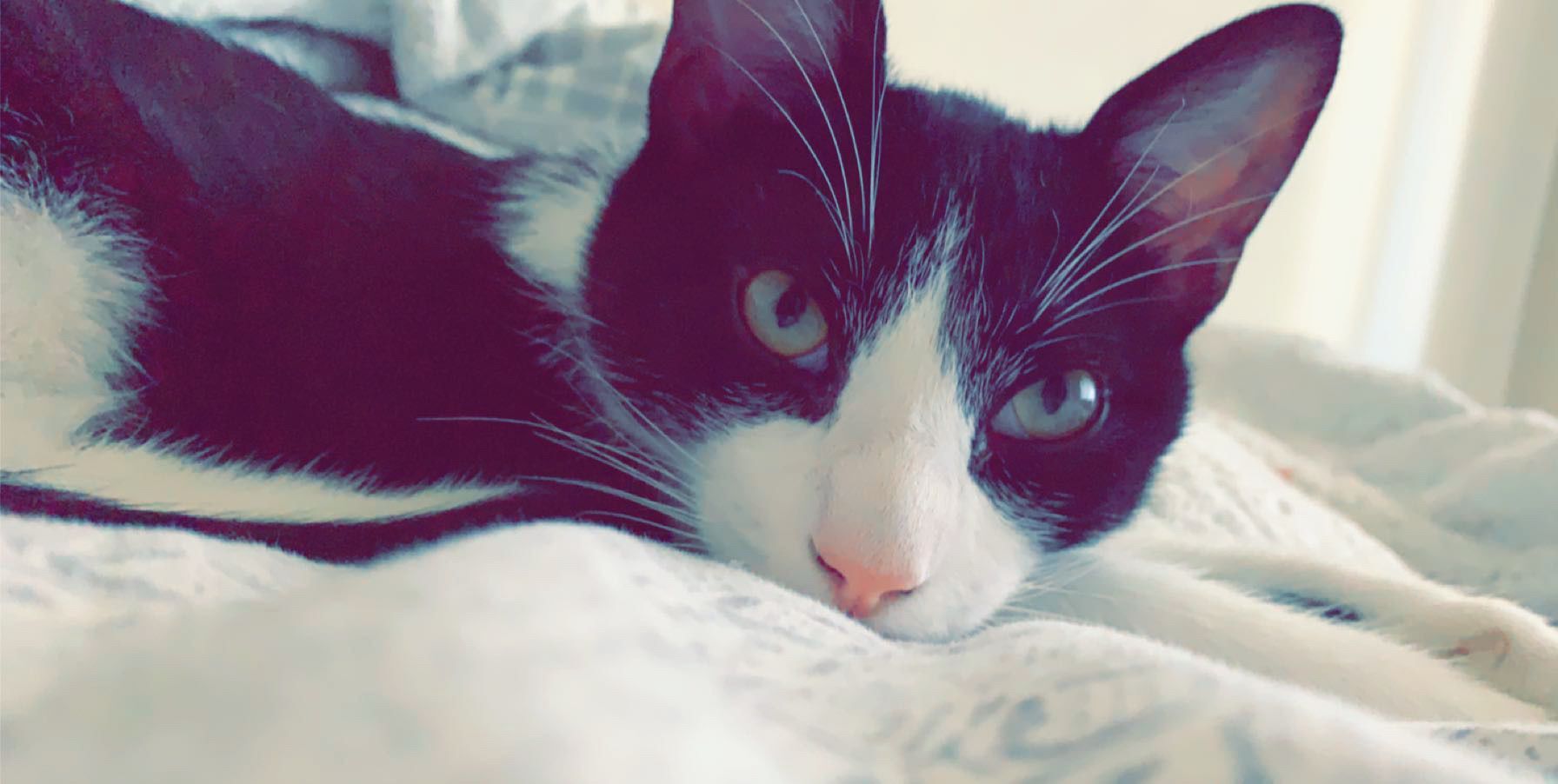 Harley